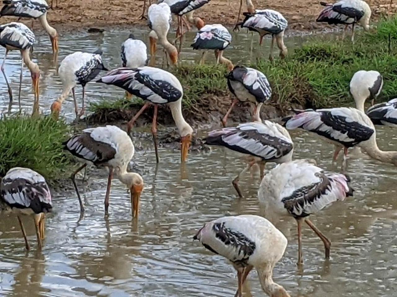 Nice View Safari Villa Udawalawe Εξωτερικό φωτογραφία
